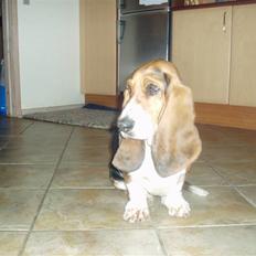 Basset hound Berthaxxx
