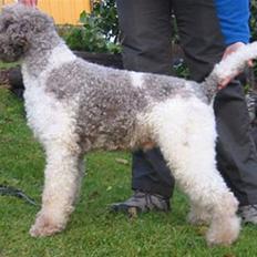 Lagotto romagnolo Tango