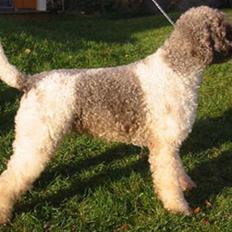 Lagotto romagnolo Tango