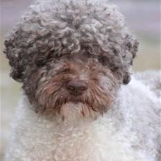 Lagotto romagnolo Tango