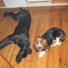 Basset hound Berthaxxx