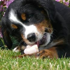 Berner sennenhund Titus