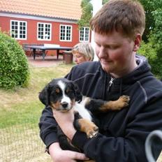 Berner sennenhund Titus