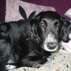 Blanding af racer Tasha