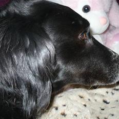 Blanding af racer Tasha