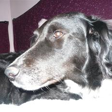 Blanding af racer Tasha