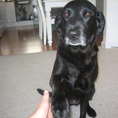 Labrador retriever Nellie