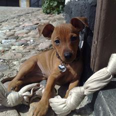 Dvaergpinscher Zille