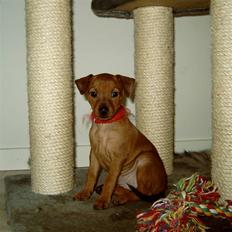 Dvaergpinscher Zille