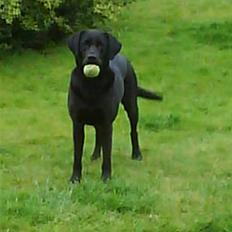 Labrador retriever Zulu (forældres hund)