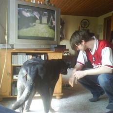 Labrador retriever Zulu (forældres hund)