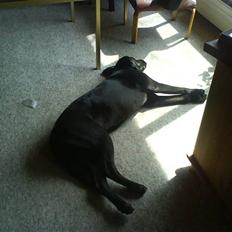 Labrador retriever Zulu (forældres hund)