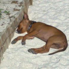 Dvaergpinscher Zille