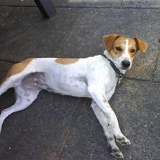 Dansk svensk gaardhund Luna af Hanstholm