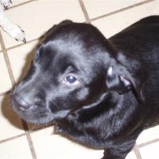 Labrador retriever Mulle