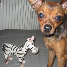 Prazsky krysarik Mingus