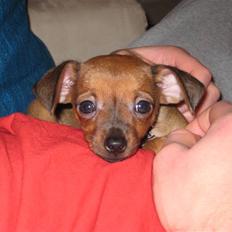 Prazsky krysarik Mingus