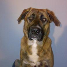 Blanding af racer Sofus