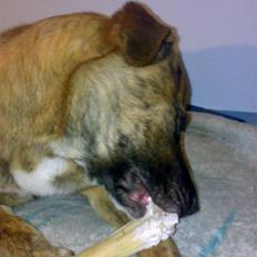 Blanding af racer Sofus