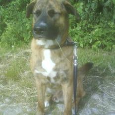 Blanding af racer Sofus