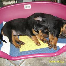 Rottweiler Kayla †