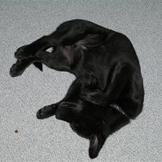 Sort spids Odie