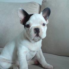 Fransk bulldog Blade