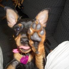 Dvaergpinscher Diva<3 30 april