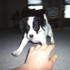 Blanding af racer Buller R.I.P