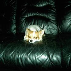 Chihuahua Shani R.I.P den 21/10-2011