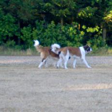 Sankt bernhardshund Bernhard 