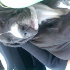 Amerikansk staffordshire terrier Angel