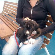 Amerikansk staffordshire terrier Angel