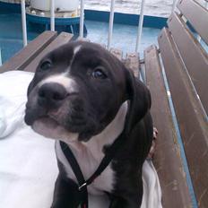 Amerikansk staffordshire terrier Angel