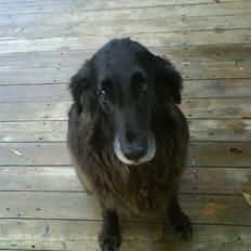 Flat coated retriever Sille