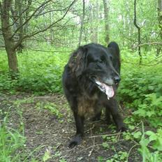 Flat coated retriever Sille