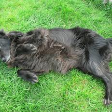 Flat coated retriever Sille