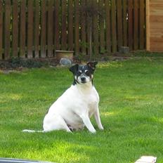 Dansk svensk gaardhund Kvik