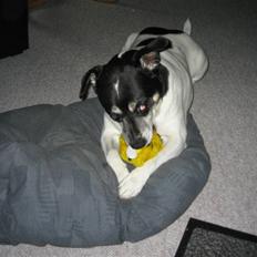 Dansk svensk gaardhund Kvik