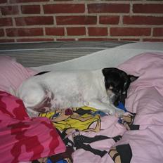 Dansk svensk gaardhund Kvik