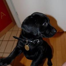 Labrador retriever Mulle