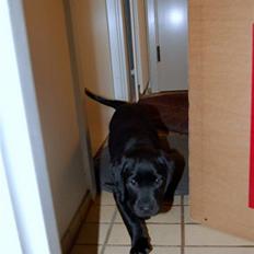 Labrador retriever Mulle