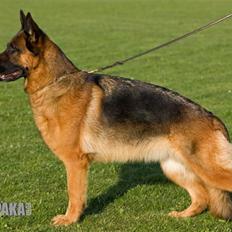 Schæferhund Akacias Baily/Samba R.I.P. 17.dec 11.(himmelhunnd)