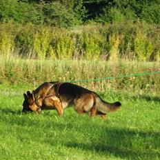 Schæferhund Akacias Baily/Samba R.I.P. 17.dec 11.(himmelhunnd)