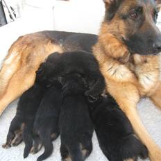 Schæferhund Akacias Baily/Samba R.I.P. 17.dec 11.(himmelhunnd)