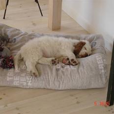 Clumber spaniel Ismo