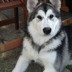 Alaskan malamute Venus R.I.P 29/11-'10