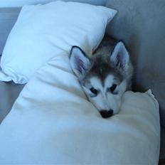 Alaskan malamute Venus R.I.P 29/11-'10