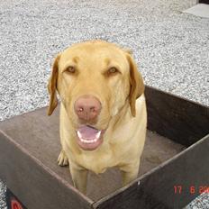 Labrador retriever Sebastian "RIP" 2006-2019