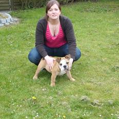 Engelsk bulldog manfred